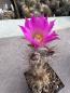 Preview: Echinocereus palmeri